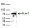 LEO1 Homolog, Paf1/RNA Polymerase II Complex Component antibody, TA347237, Origene, Western Blot image 