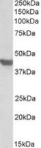 Solute Carrier Family 2 Member 4 antibody, MBS422403, MyBioSource, Western Blot image 