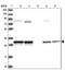 CWC15 Spliceosome Associated Protein Homolog antibody, NBP2-31977, Novus Biologicals, Western Blot image 