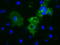 MIC5 antibody, LS-C115442, Lifespan Biosciences, Immunofluorescence image 