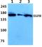 EGFR antibody, AP06099PU-N, Origene, Western Blot image 