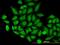 Mitochondrial import receptor subunit TOM22 homolog antibody, orb95745, Biorbyt, Immunofluorescence image 