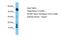 Chromosome 10 Open Reading Frame 55 antibody, PA5-44486, Invitrogen Antibodies, Western Blot image 