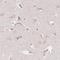 mBD-1 antibody, NBP2-52878, Novus Biologicals, Immunohistochemistry frozen image 