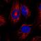 BCL2 Like 15 antibody, NBP1-90767, Novus Biologicals, Immunocytochemistry image 