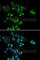PH3 antibody, A6479, ABclonal Technology, Immunofluorescence image 