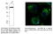 Calnexin antibody, AB0037-500, SICGEN, Immunofluorescence image 