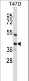 DNA excision repair protein ERCC-1 antibody, LS-C167798, Lifespan Biosciences, Western Blot image 