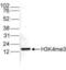 Histone H3 antibody, NBP2-59143, Novus Biologicals, Western Blot image 