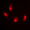 Histone Cluster 4 H4 antibody, LS-C356103, Lifespan Biosciences, Immunofluorescence image 