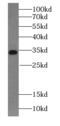 Signal Sequence Receptor Subunit 1 antibody, FNab08942, FineTest, Western Blot image 