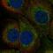 Y3 antibody, HPA072354, Atlas Antibodies, Immunocytochemistry image 