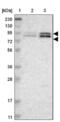 TATA-Box Binding Protein Associated Factor 5 antibody, NBP1-86971, Novus Biologicals, Western Blot image 