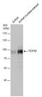 Transcription Factor 12 antibody, GTX130901, GeneTex, Western Blot image 