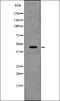 Vasodilator Stimulated Phosphoprotein antibody, orb336072, Biorbyt, Western Blot image 