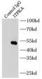 Inositol-Trisphosphate 3-Kinase A antibody, FNab04422, FineTest, Immunoprecipitation image 
