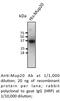 GFAP antibody, AB0165-100, SICGEN, Western Blot image 