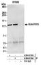 WASH Complex Subunit 4 antibody, A304-919A, Bethyl Labs, Immunoprecipitation image 