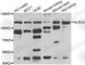NLR Family CARD Domain Containing 4 antibody, A7382, ABclonal Technology, Western Blot image 