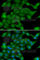 Ras Protein Specific Guanine Nucleotide Releasing Factor 1 antibody, A6964, ABclonal Technology, Immunofluorescence image 