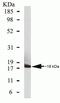 Cyclin-dependent kinase 4 inhibitor C antibody, 39-3400, Invitrogen Antibodies, Western Blot image 