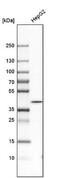 Guanosine Monophosphate Reductase 2 antibody, NBP1-86183, Novus Biologicals, Western Blot image 