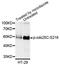 Cell Division Cycle 25C antibody, STJ29343, St John