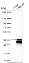 Leucine Rich Repeat Containing 57 antibody, PA5-59341, Invitrogen Antibodies, Western Blot image 
