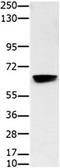 Histone Deacetylase 7 antibody, orb107531, Biorbyt, Western Blot image 