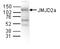 KDM4A antibody, TA347226, Origene, Western Blot image 