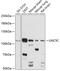 Unc-5 Netrin Receptor C antibody, GTX66292, GeneTex, Western Blot image 