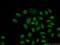 Ribonuclease P protein subunit p25 antibody, 15461-1-AP, Proteintech Group, Immunofluorescence image 