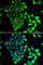 Midline 1 antibody, A7291, ABclonal Technology, Immunofluorescence image 
