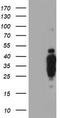 Hes-1 antibody, LS-C173601, Lifespan Biosciences, Western Blot image 