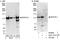 Epidermal Growth Factor Receptor Pathway Substrate 15 Like 1 antibody, A301-731A, Bethyl Labs, Immunoprecipitation image 