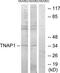 TNF Alpha Induced Protein 1 antibody, TA314632, Origene, Western Blot image 