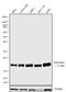 Di-Methyl-Histone H3 antibody, 720073, Invitrogen Antibodies, Western Blot image 