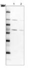 RNA Binding Motif Protein 19 antibody, NBP1-84135, Novus Biologicals, Western Blot image 