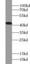 Upstream Transcription Factor 1 antibody, FNab09297, FineTest, Western Blot image 