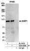 NEDD4 Binding Protein 1 antibody, A304-628A, Bethyl Labs, Immunoprecipitation image 