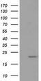 Peptide Deformylase, Mitochondrial antibody, MA5-25562, Invitrogen Antibodies, Western Blot image 