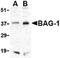 BCL2 Associated Athanogene 1 antibody, PA5-20266, Invitrogen Antibodies, Western Blot image 