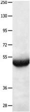 BPI Fold Containing Family B Member 3 antibody, PA5-49722, Invitrogen Antibodies, Western Blot image 