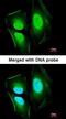 Eukaryotic translation initiation factor 4B antibody, orb15001, Biorbyt, Immunofluorescence image 