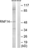 Ring Finger Protein 14 antibody, LS-C119938, Lifespan Biosciences, Western Blot image 