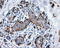 Annexin A1 antibody, TA500967, Origene, Immunohistochemistry frozen image 
