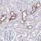 TRNA Methyltransferase 44 Homolog antibody, PA5-61007, Invitrogen Antibodies, Immunohistochemistry frozen image 