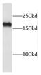PAS domain-containing serine/threonine-protein kinase antibody, FNab06165, FineTest, Western Blot image 