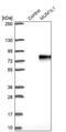 PWWP Domain Containing 3B antibody, PA5-51360, Invitrogen Antibodies, Western Blot image 
