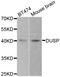 Dual specificity protein phosphatase 1 antibody, LS-C332288, Lifespan Biosciences, Western Blot image 